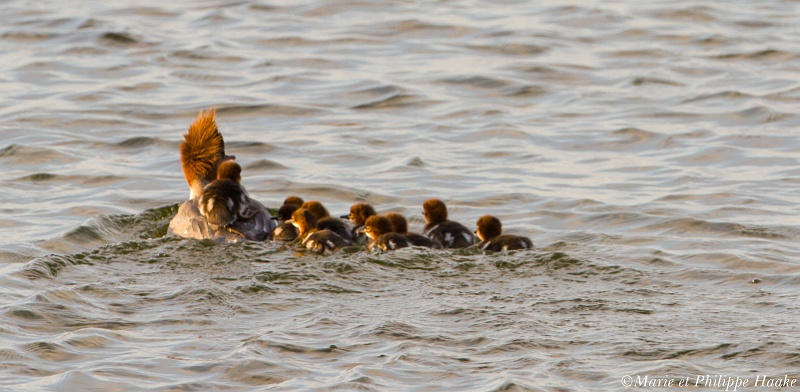 Harle bievre 8602_wm.jpg - Harle bièvre femelle, Mergus merganser, Common Merganser   et sa petite famille, de 11 poussins :-))) (Öland, Suède, juin 2011)